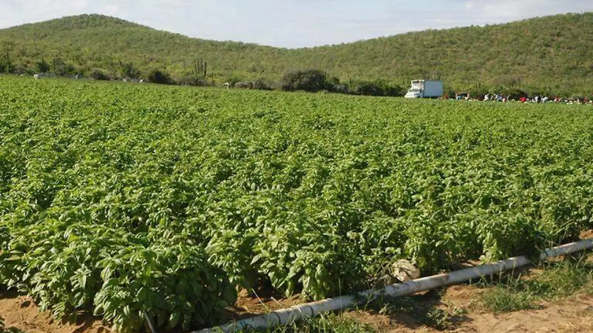 Campo desarrollo rural